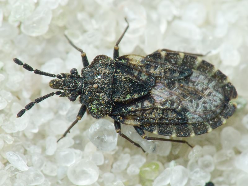 Aradus bimaculatus Reuter, 1872